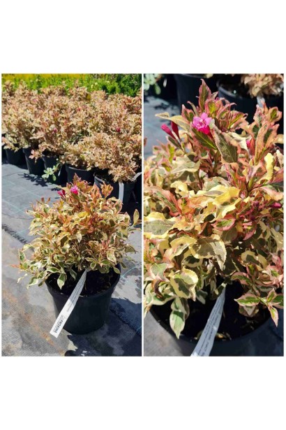 Вейгела квітуча Монет - 3л/вис.15-20см/Ø20-30см